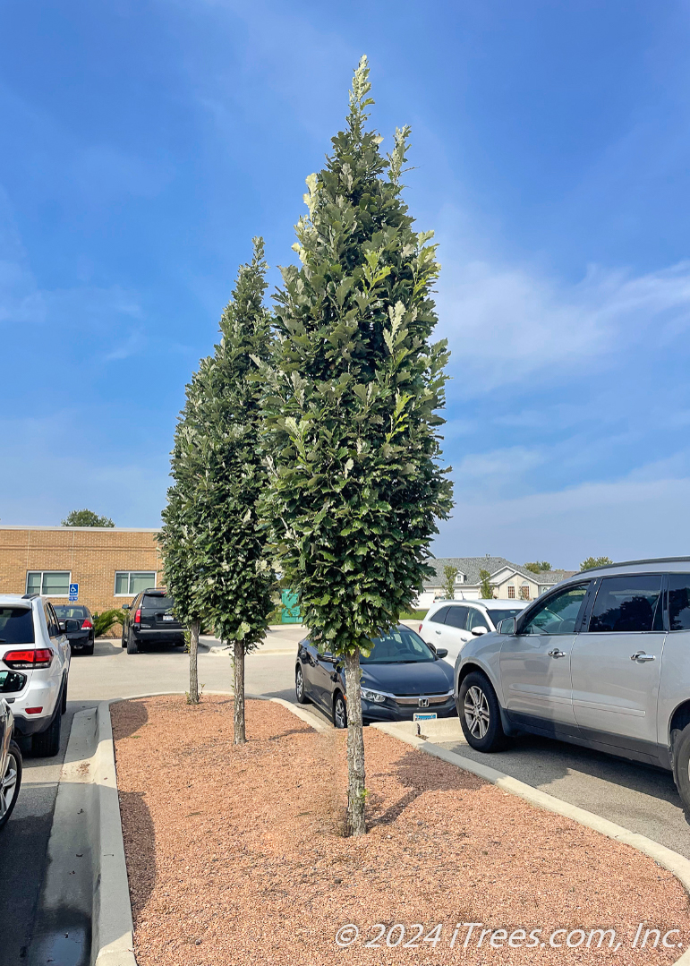 Kindred Spirit Oak in a parking lot island.